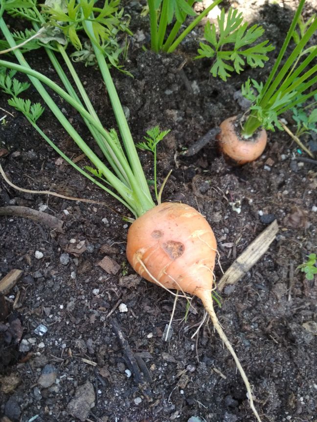 Kulatá odrůda mrkve